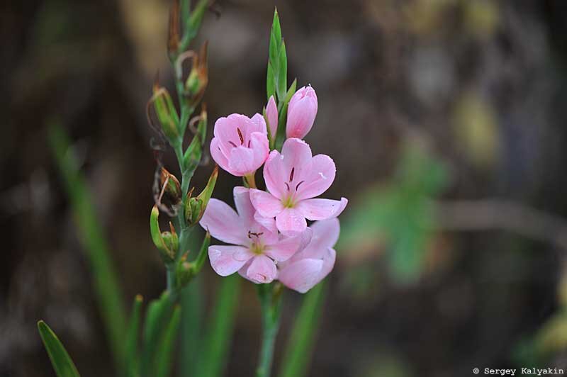 Гесперанта ярко-красная Mollie Gould