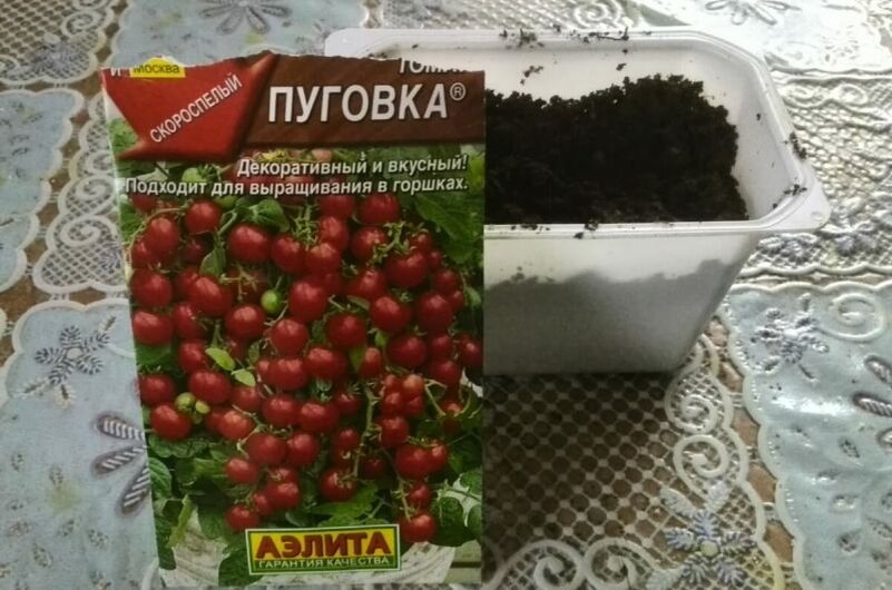 Посев томатов на рассаду в небольшую емкость.