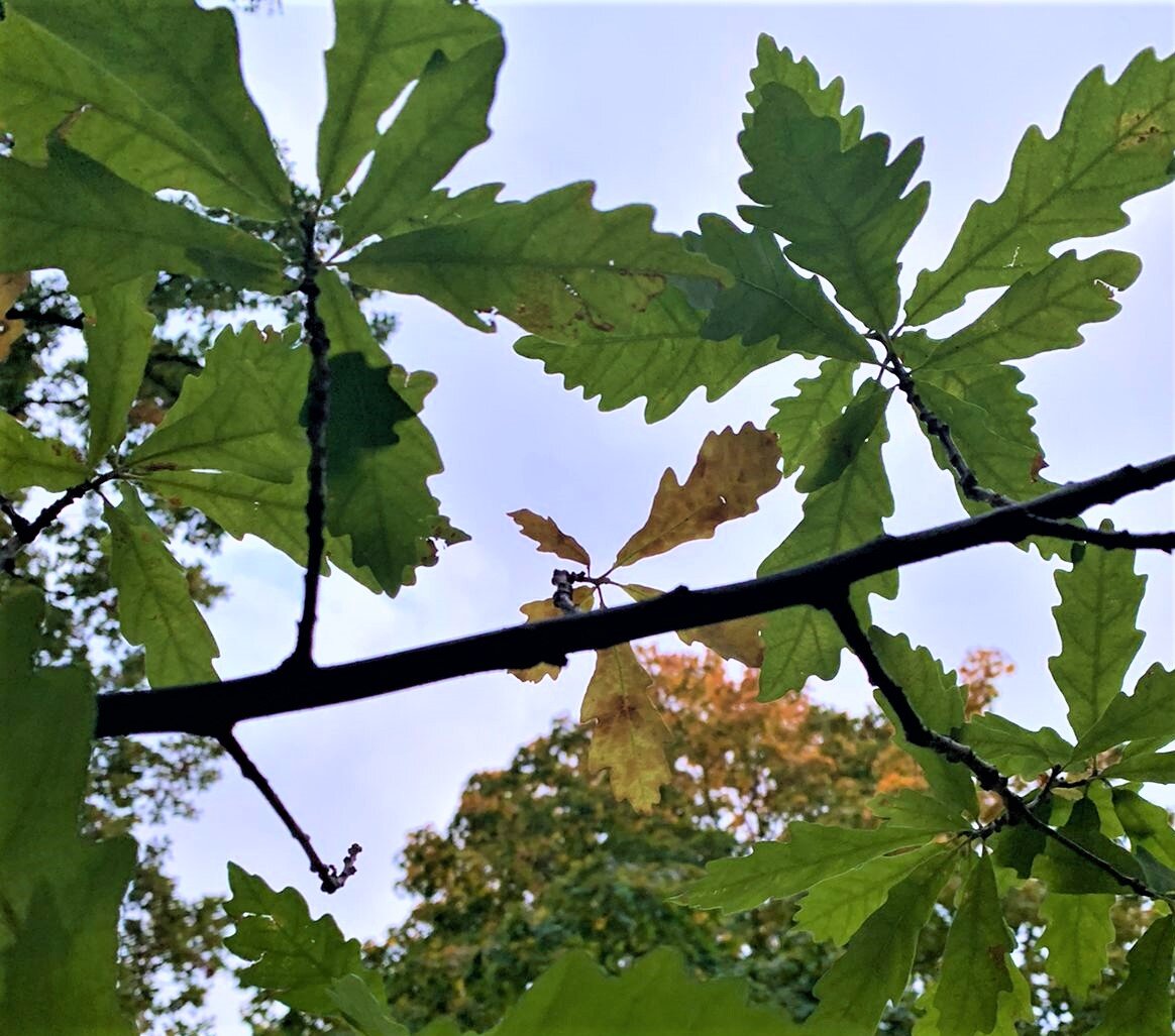 бронзовое кольцо дзен новый рассказ на дзен.