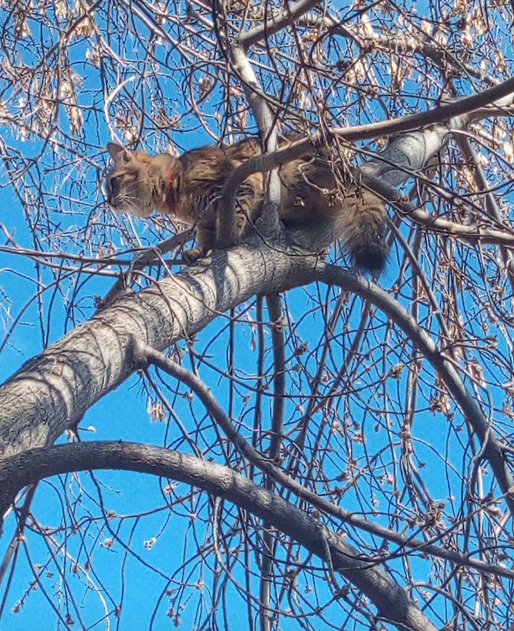 Кошачий дозор, моя кошка Персик