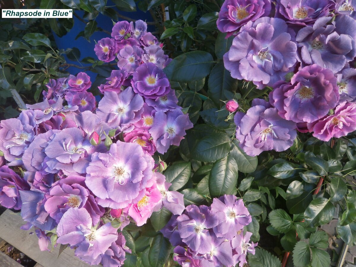 фото Милы сорт  "Рапсоди ин Блю"