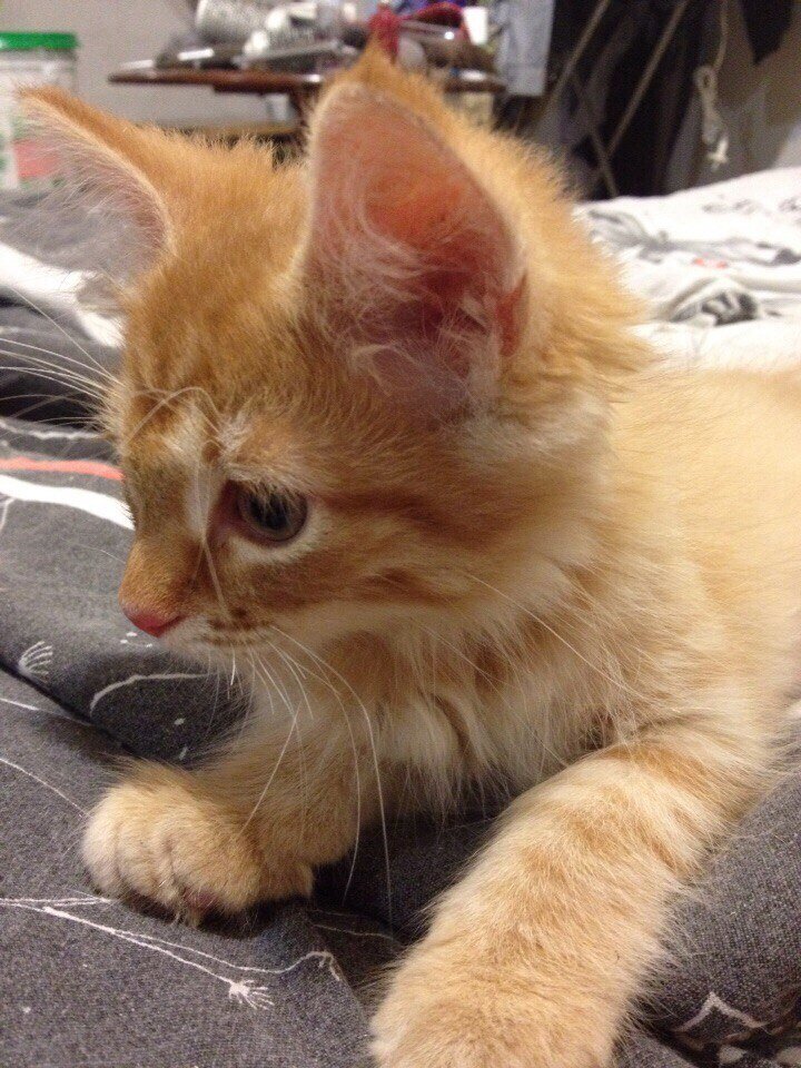 Малява после улицы