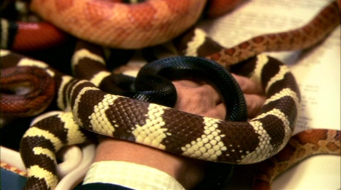 ... а потом они начинают расползаться, множиться и даже шипеть. 