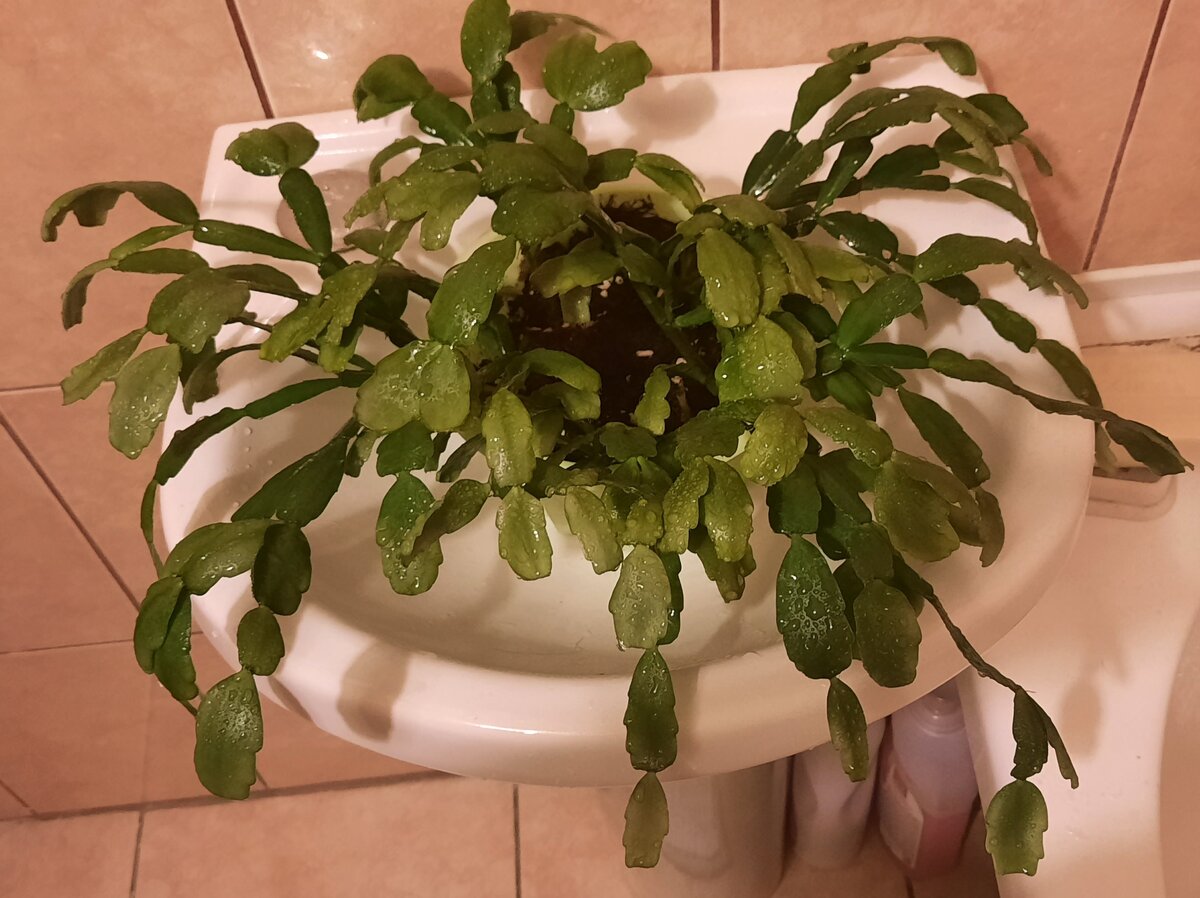 Мой цветок. Вымытый и готовый к прищипке.