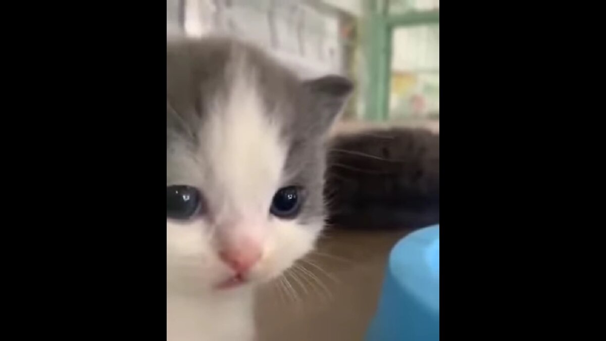 Источник: TikTok