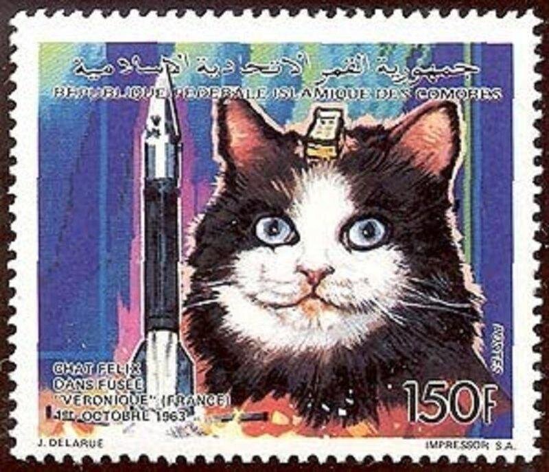 Кошка Фелисетта в космосе. 1 кошка в космосе
