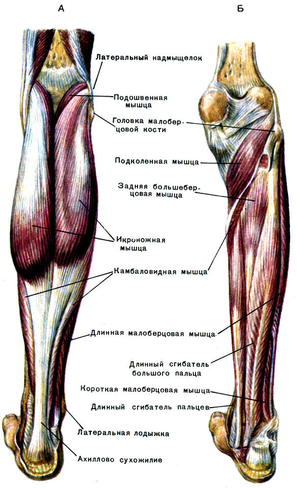 Мышцы ног названия