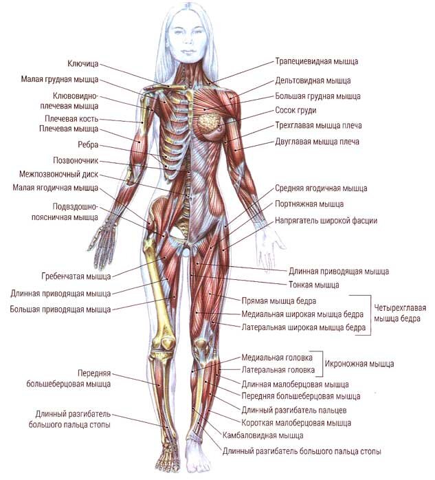 Тело женщины схема