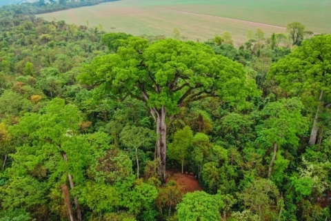 Muitas pessoas que visitam Alter do Chão, mais conhecido como o Caribe da Amazônia, não sabem que dentro do município de Santarém há uma reserva natural fechada, a Floresta Nacional dos Tapajós, com