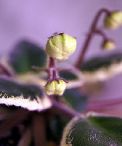 ожидание цветения