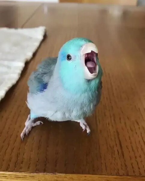 Стресс - это плохо даже для попугая!