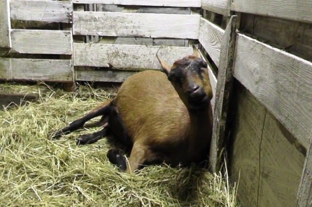 Коза первого окота. Коза дойная. Коза первого окота. Коза дойная. Раздой козы первокотки.