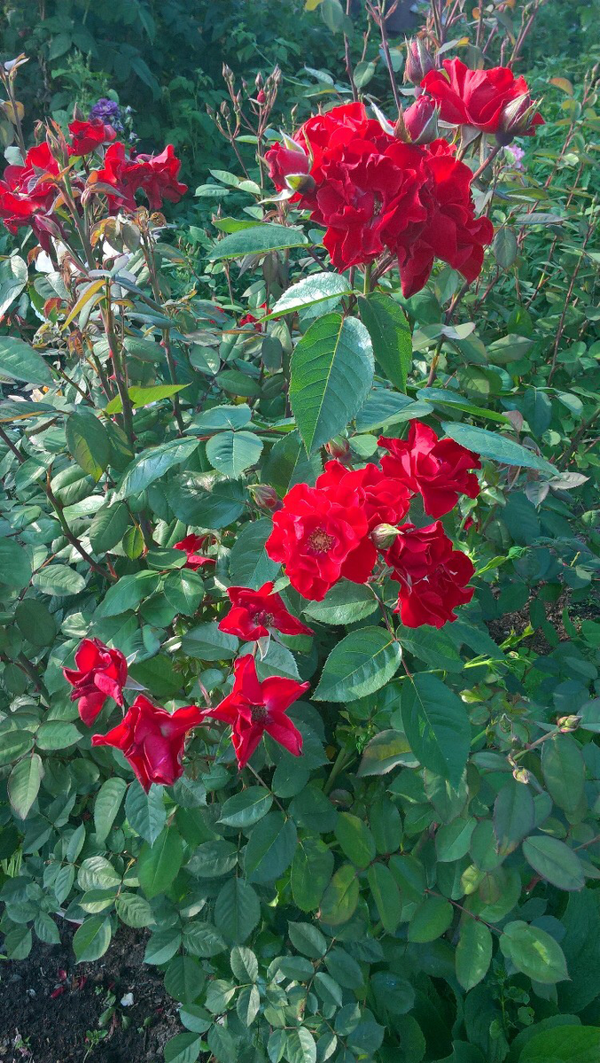 Ля Севильяна очень надёжна 