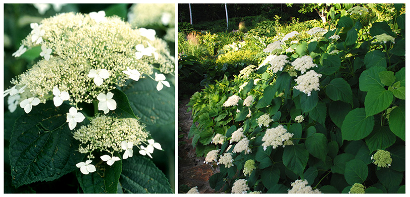 Гортензия древовидная White Dome