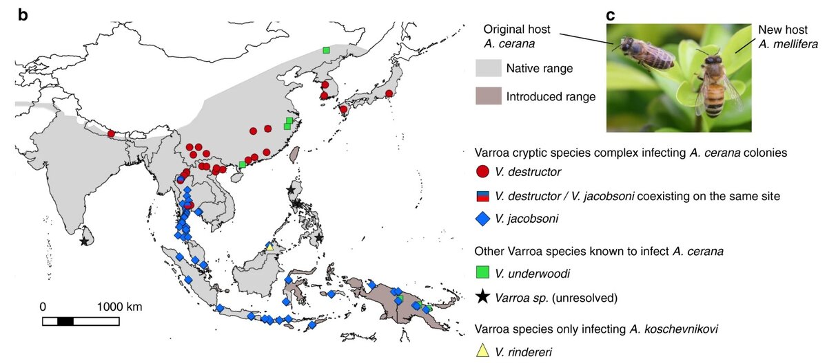 Иллюстрация взята из статьи Techer, M.A., Rane, R.V., Grau, M.L. et al. Divergent evolutionary trajectories following speciation in two ectoparasitic honey bee mites. Commun Biol 2, 357 (2019). https://doi.org/10.1038/s42003-019-0606-0