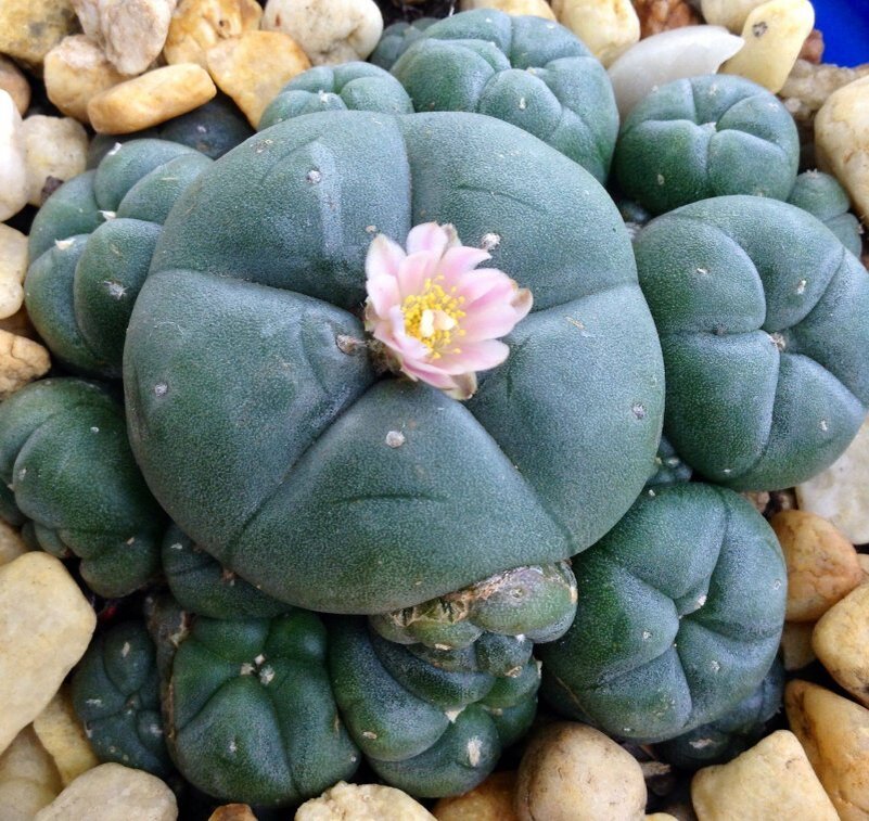 Не ешьте Мескалито, общайтесь с Ним.