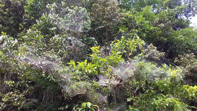 Колония пауков вида Anelosimus eximius во Французской Гвиане. Фото Raphaël Jeanson/CNRS.