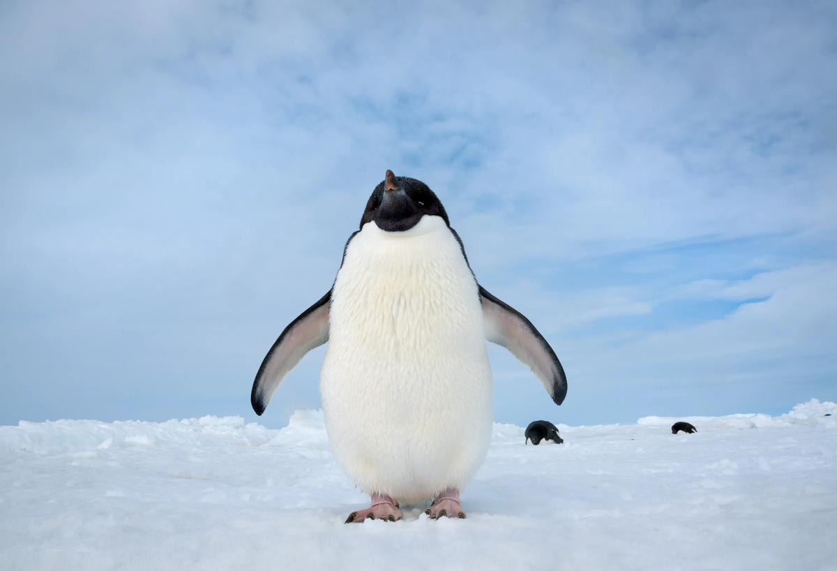 Мы пингвины призываем всех переходить на Linux