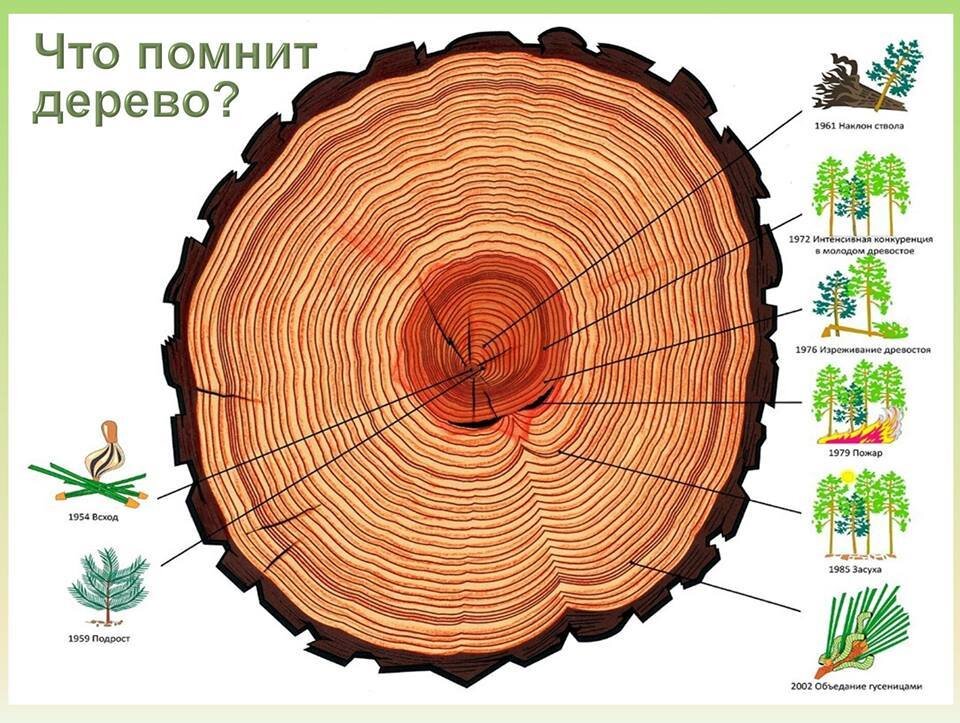 Срубание деревьев: как наши предки старались компенсировать вред природе