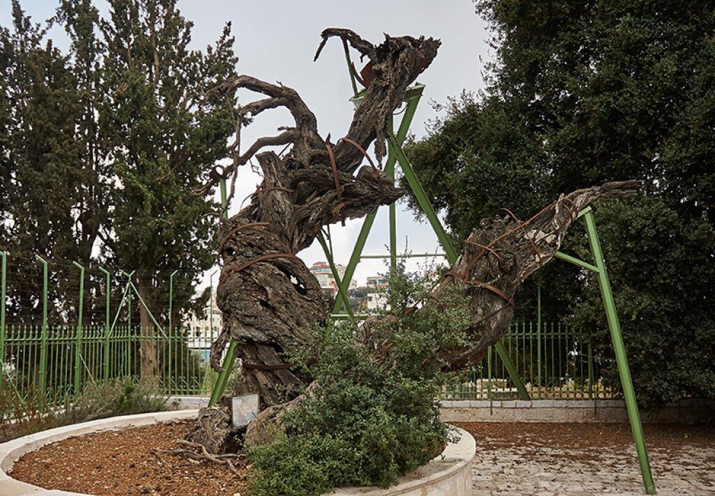 Дерево конца света. Хеврон Мамврийский дуб. Дерево в Иерусалиме Мамврийский дуб. Мамврийский дуб в Хевроне.