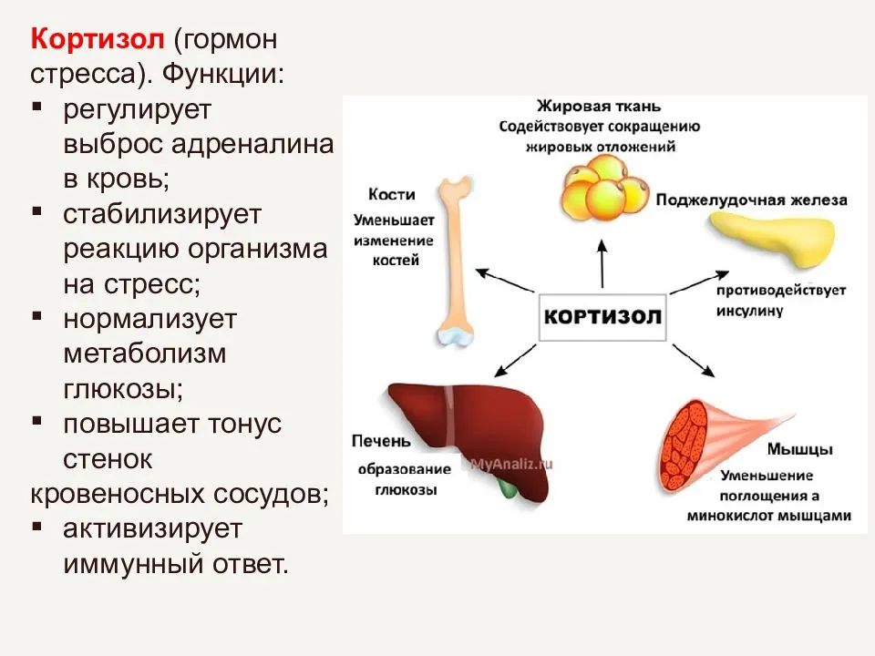 Повышенный кортизол у женщин