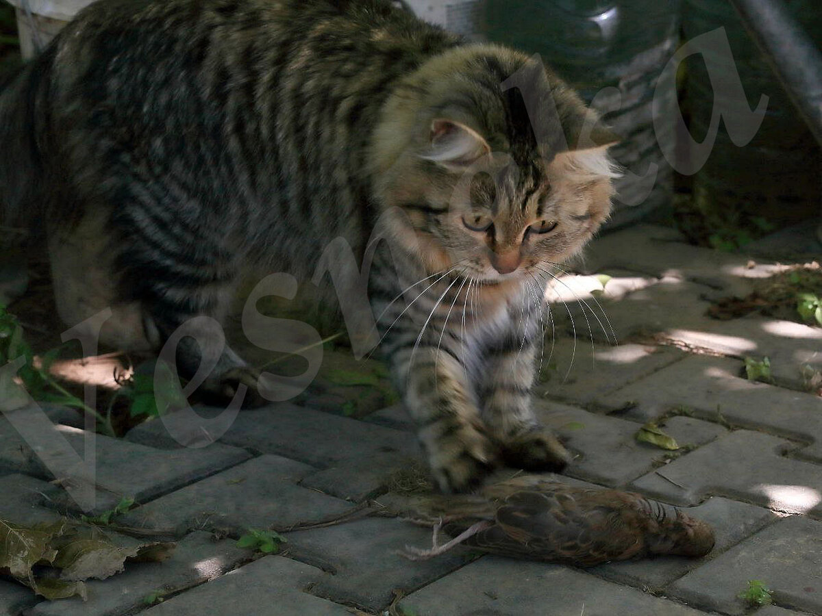 Фото автора