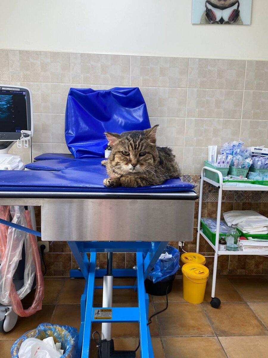 Шульц регулярно посещает клинику. Котика, в умирающем состоянии, подобрали в Верещагинском районе, в заброшенной деревне. С тех пор его удалось стабилизировать. 