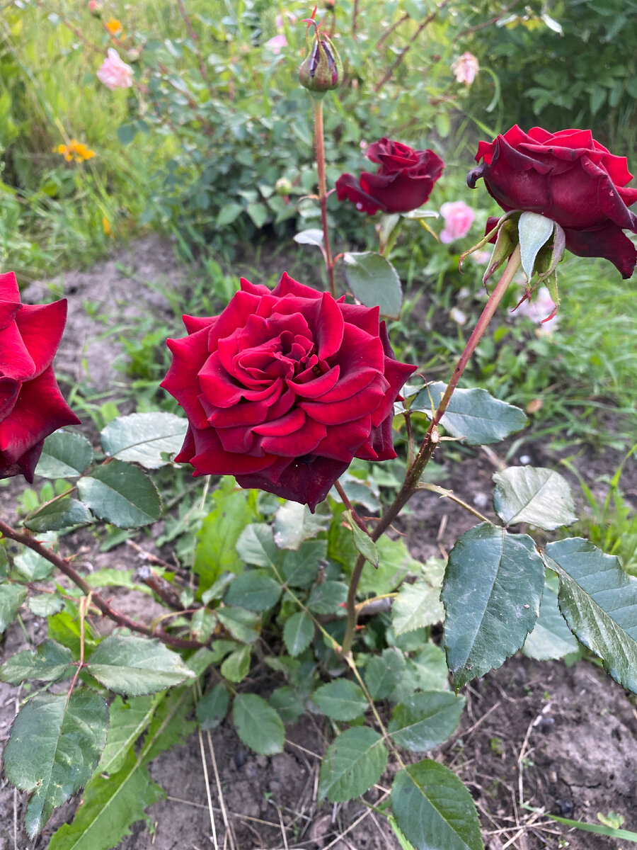 Не розовые розы