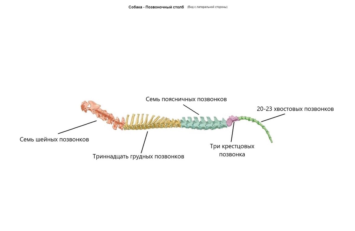 Позвоночный столб собаки.