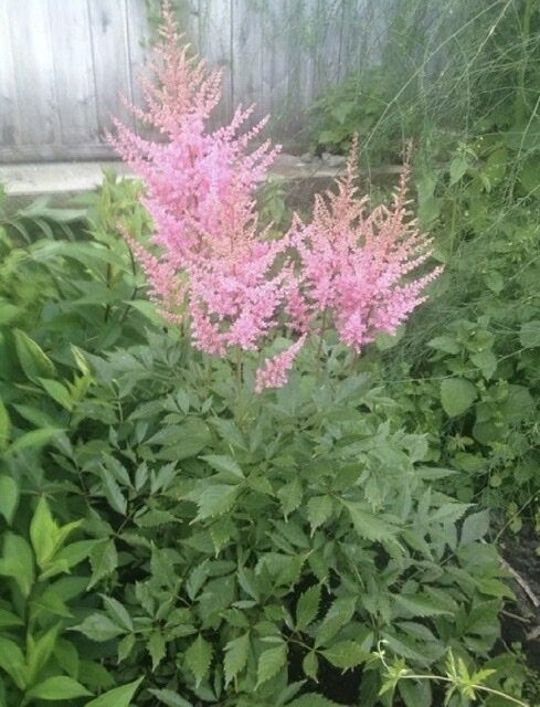 Так цвела астильба на старой даче