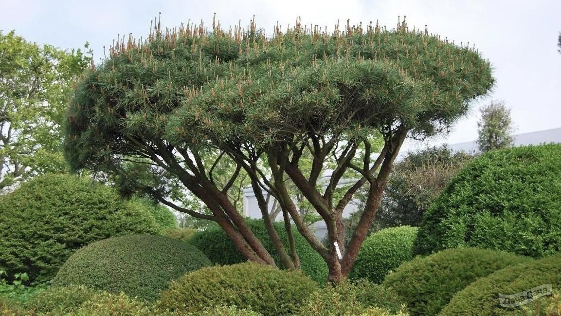 Краснокнижные деревья России | Рослесинфорг | Дзен