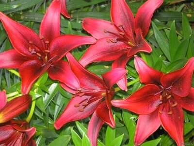 Азиатка Блэк Аут