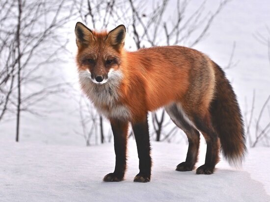     Фото: pxhere.com