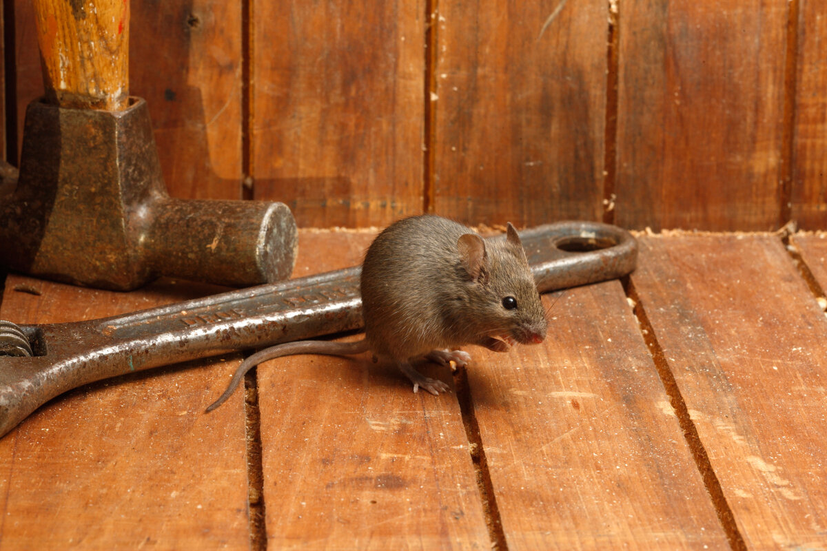    Обыкновенная домашняя мышь в среднем 10 см.legion-media