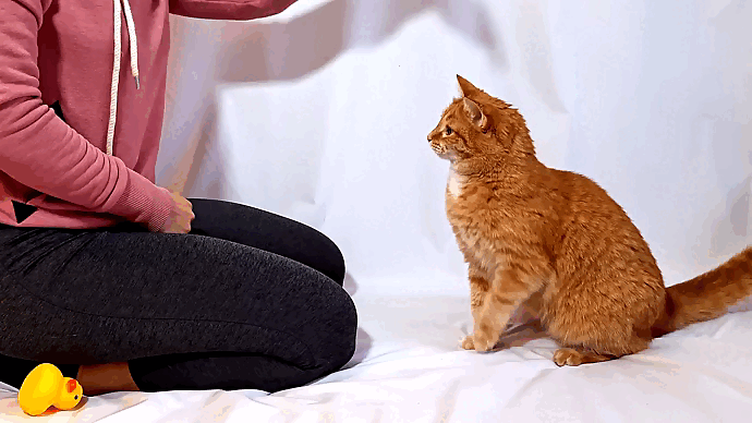 От природы любопытная кошка уже сама всё умеет. Остаётся только закрепить навык поощрением 