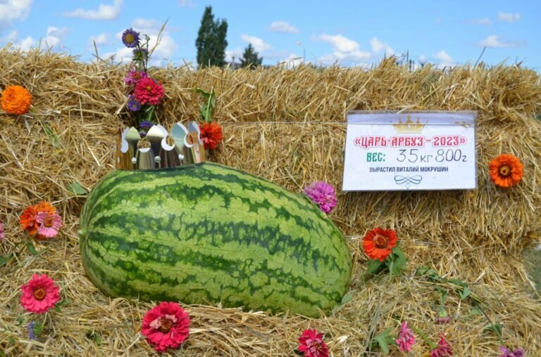    «Царь-арбуз» стал гвоздем фестиваля бахчеводов в Соль-Илецке Белов Михаил Александрович