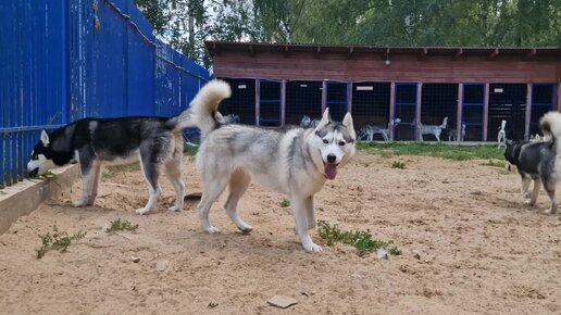 Стая принимает новенькую: к нам вернулась Белочка. Прожила в семье всего три дня...