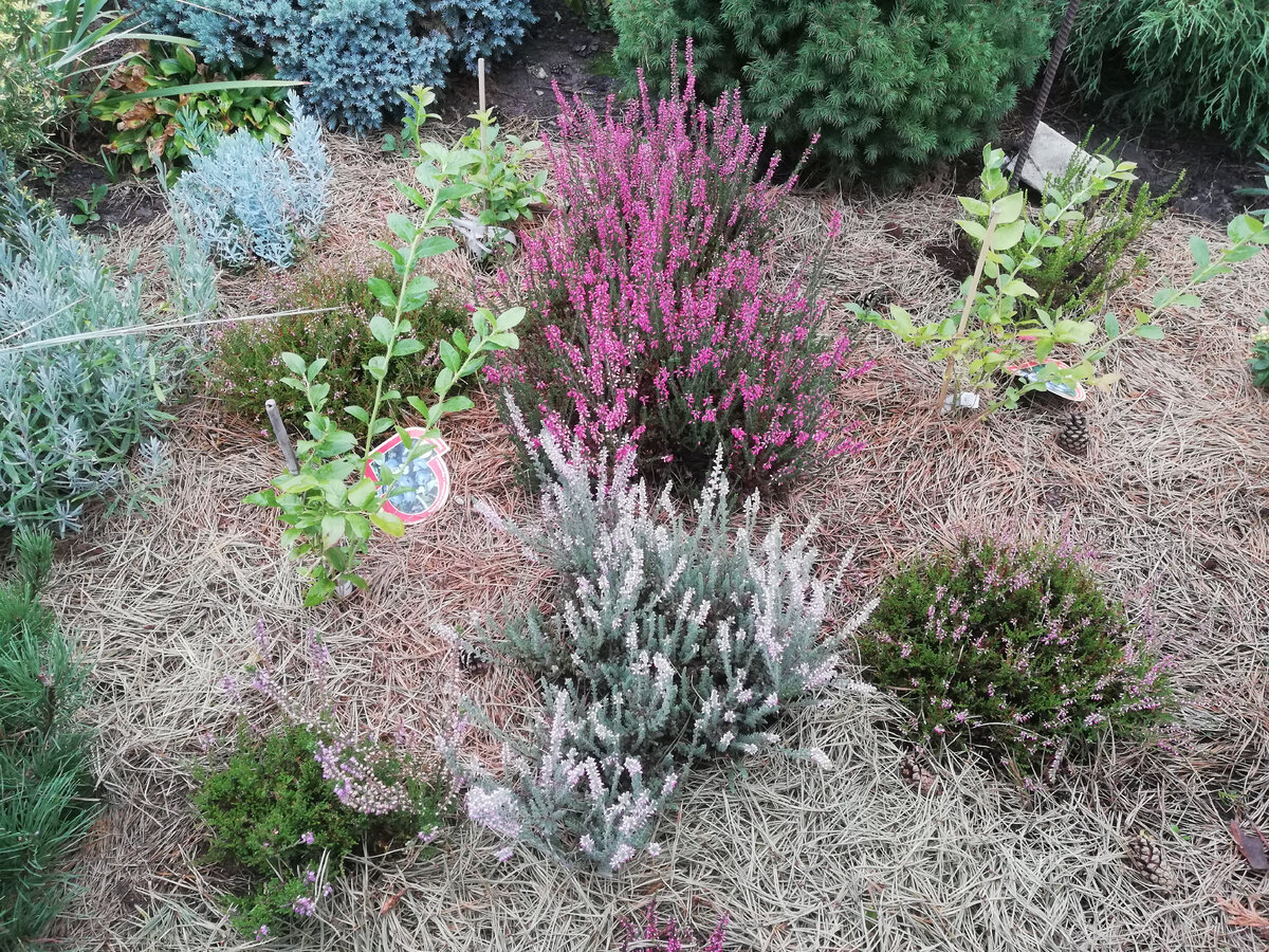 Мой верещатничек сейчас