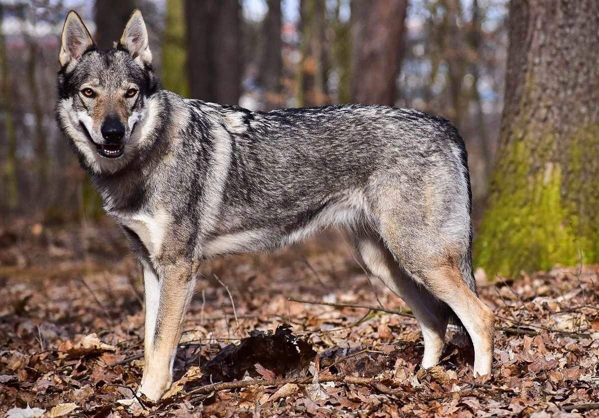 Jed wolfdog. Волкособ. Волкособы овчарка волк. Чехословацкий влчак. Порода волкособ.