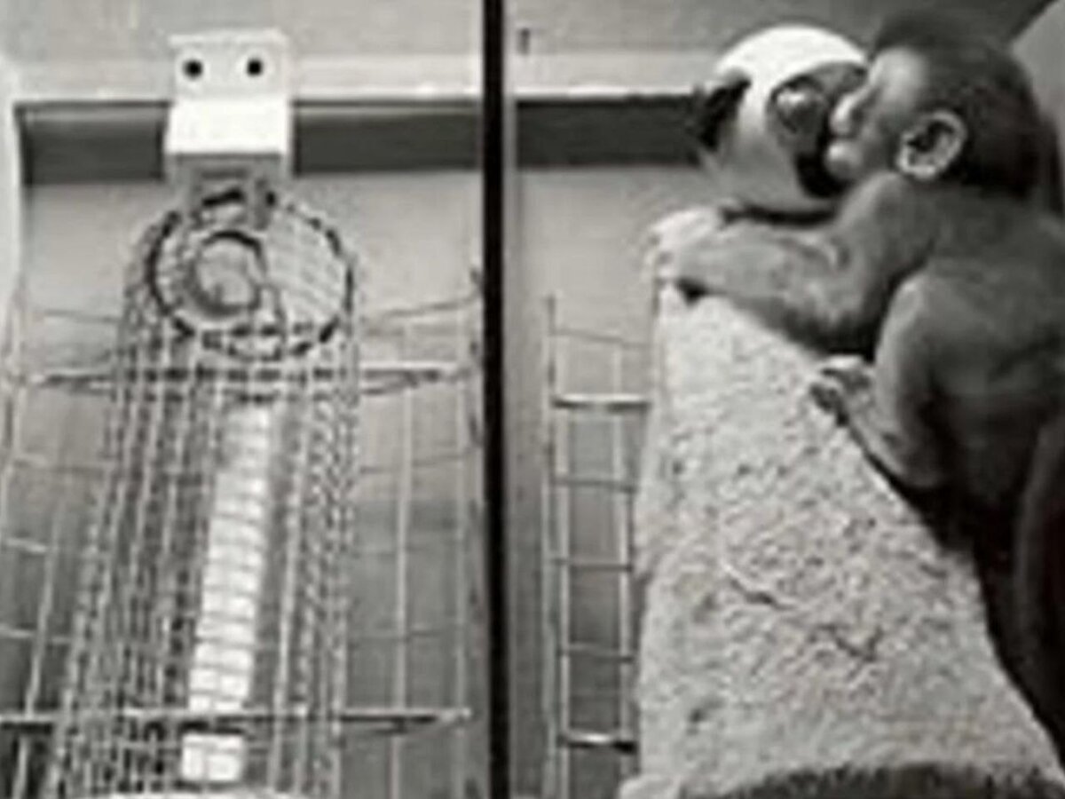 Фото экспериментов Харлоу