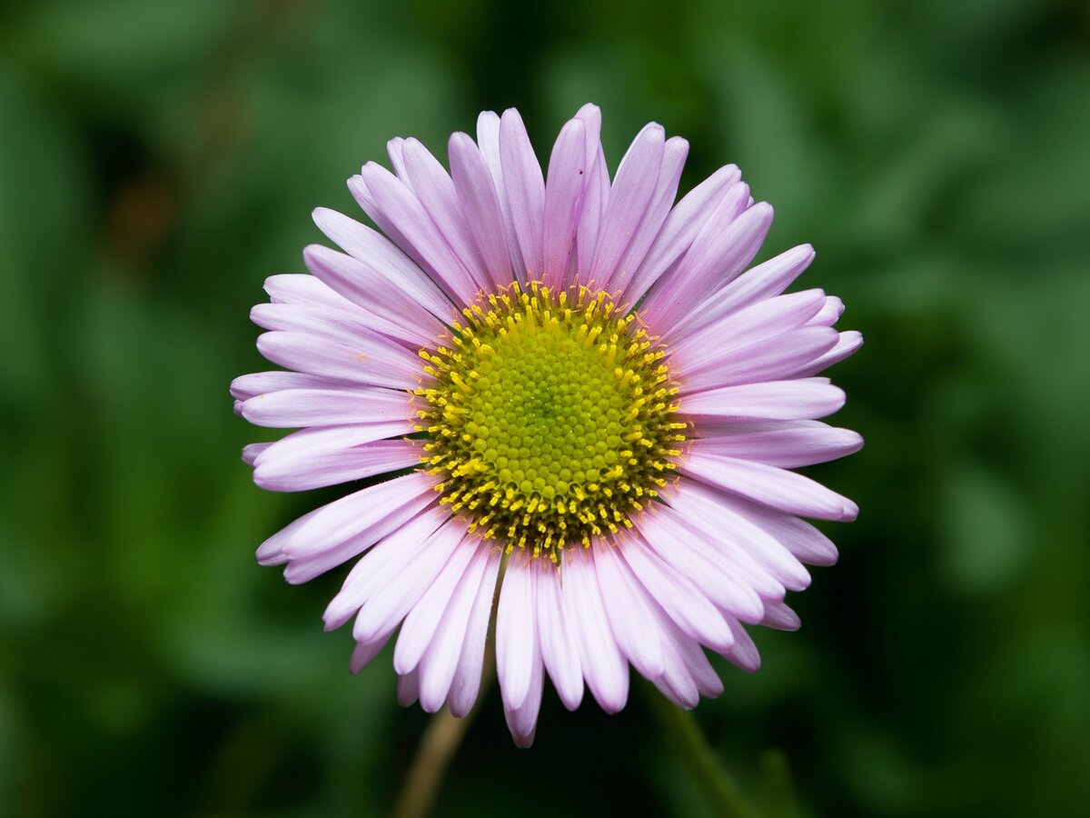 Мелколепестник