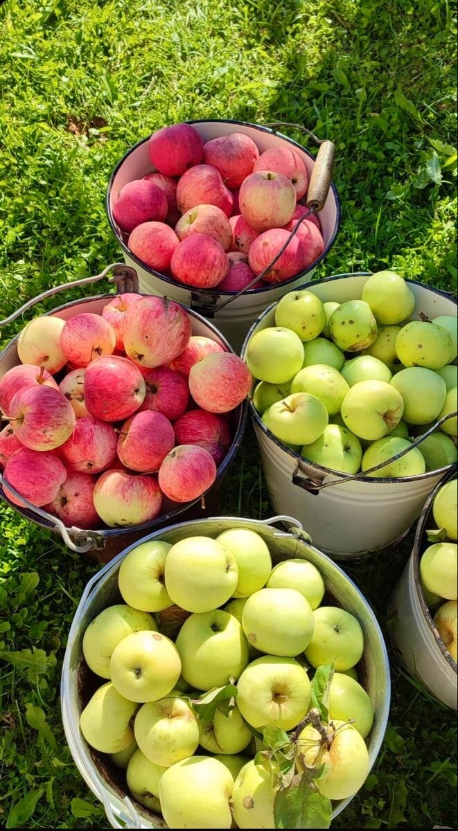 Яблоня – одно из самых популярных фруктовых деревьев в наших садах. Она не только украшает участок, но и дает вкусные и полезные плоды.