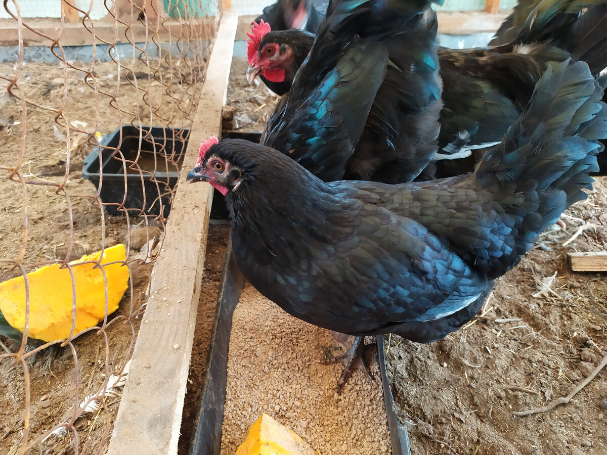 Куры австралорпа годовые.