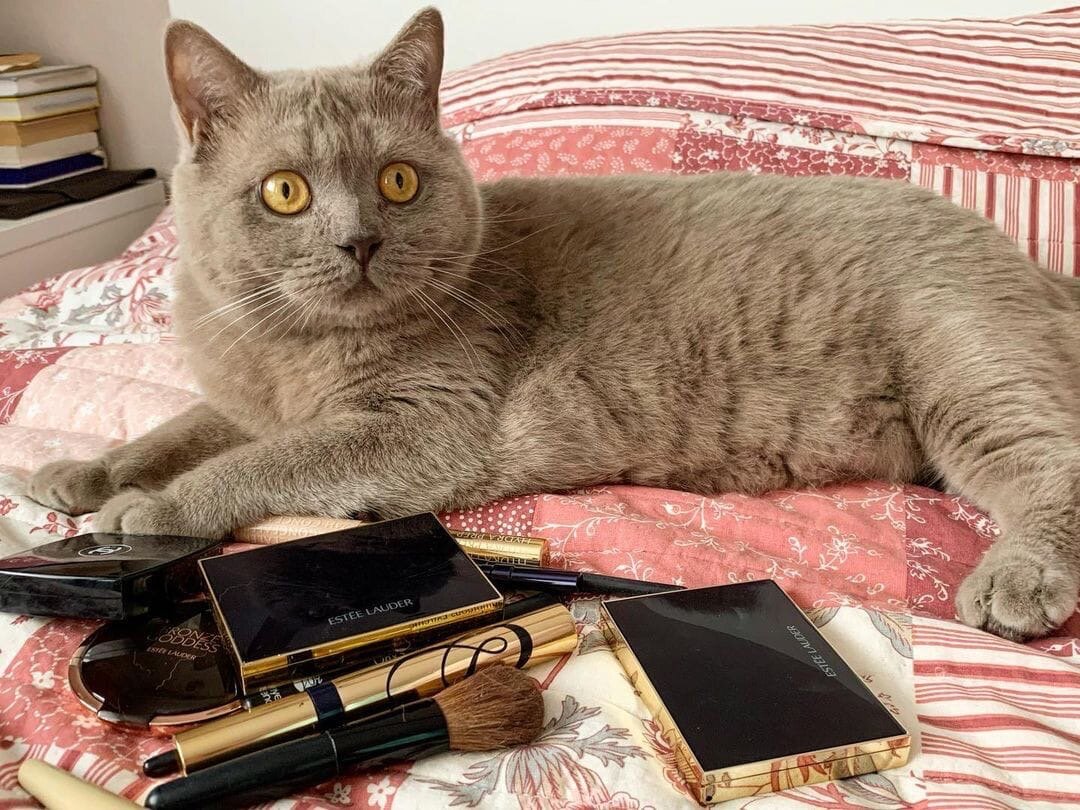 Котик Лоуренс, который уехал из приюта домой 1 мая 2020 года: собирает Ма на работу, контролирует процесс)