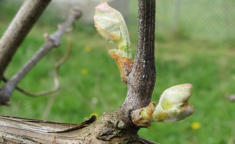 Обрезка винограда весной - правила и особенности