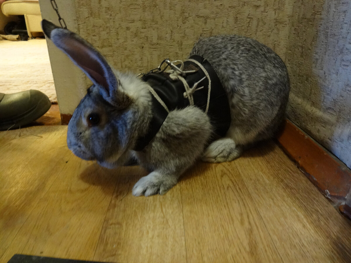 Розочка перед прогулкой в модной жилетке.