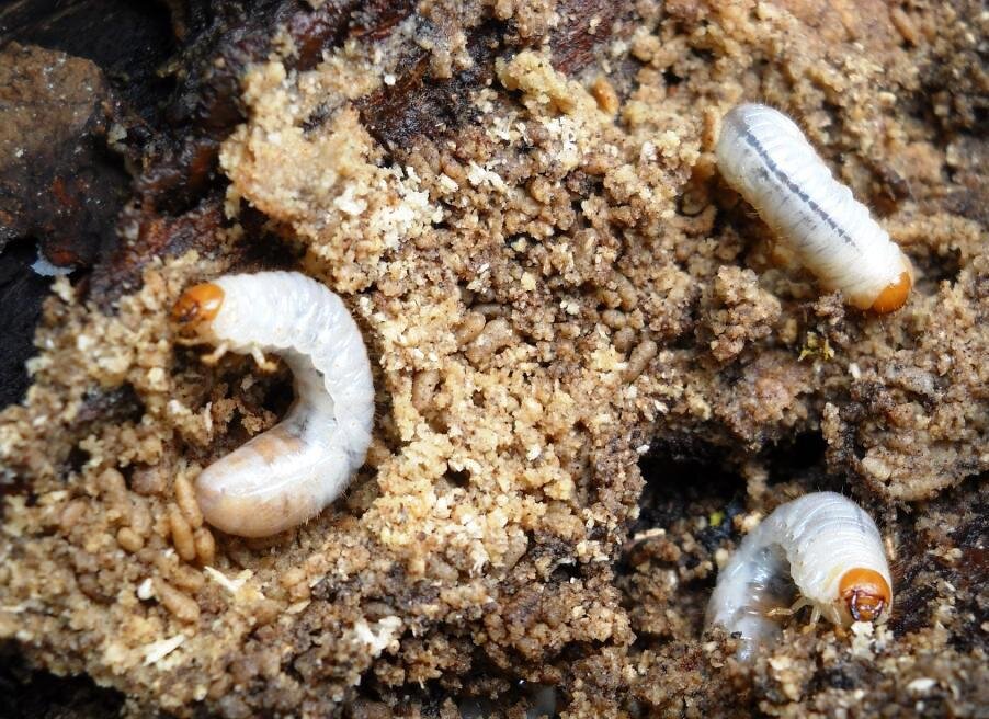 Фото из интернета