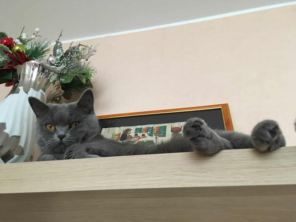 Кошка тащит котят на кровать что делать