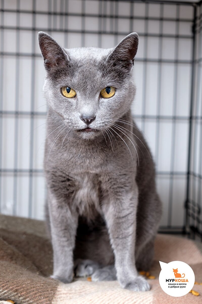 🚺 Фисташка, 4 года: пришла весной на дачу к семье, которая оставила кошечку у себя до осени, а осенью перевезли Фисташку в квартиру, но она, к сожалению, не поладила с домашним котом. В «Муркоше» красотулька часто разговаривает, рассказывает гостям про свою жизнь. Фисташка очень нуждается в заботливом  хозяине!🙏🏻