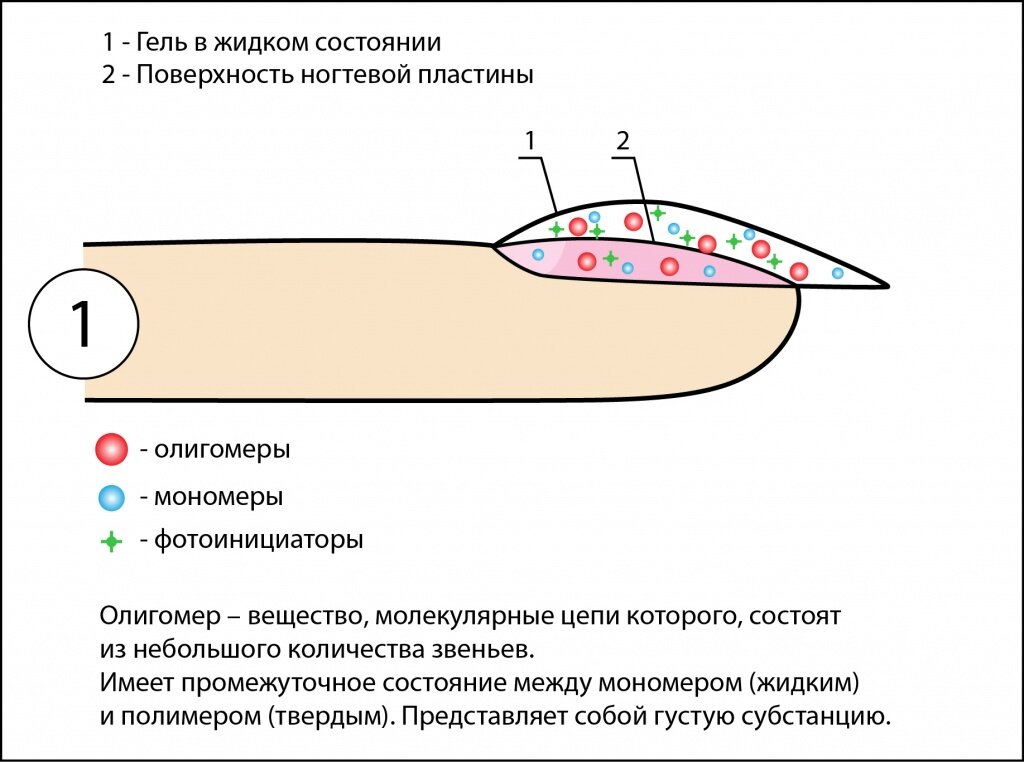 Почему печет рука. Схема выравнивания ногтевой пластины базой. Схема выравнивания ногтевой пластины гелем. Строение ногтевой пластины дорсальный промежуточный вентральный. Строение ногтевой пластины схема.